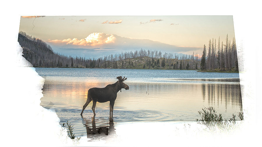 1. Montana